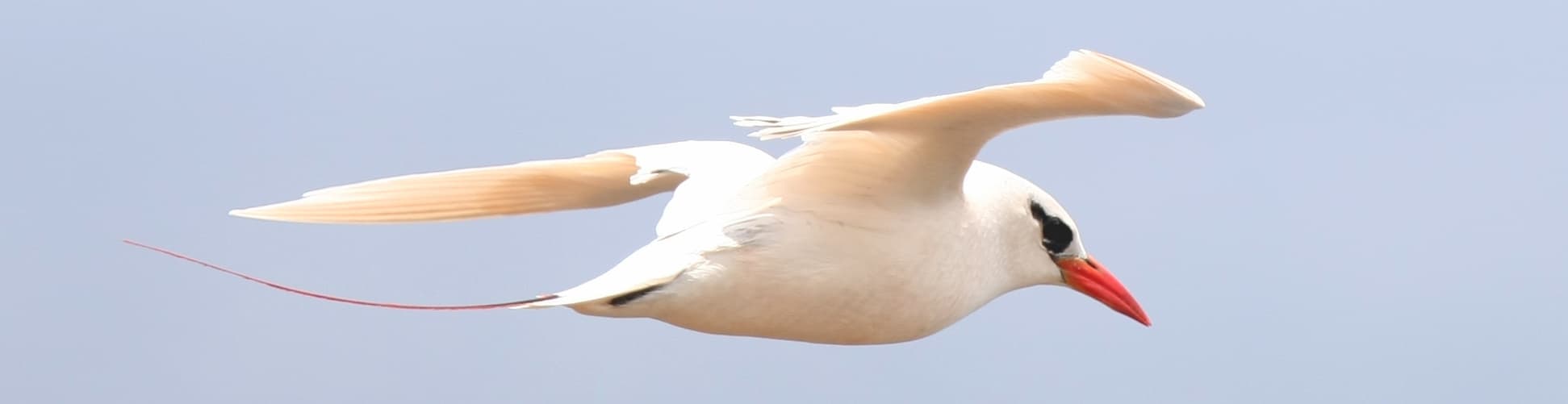 My Bird Photos Header